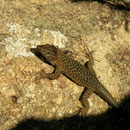  Tyrrheense berhagedis (Archaeolacerta bedriagae)