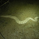 Sidewinder (Crotalus cerastes) crawling around at the base of a shrub.