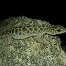Granite Night Lizard (Xantusia henshawi)