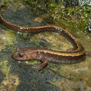 Goudstreepsalamander (Chioglossa lusitanica)