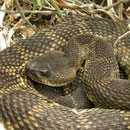 Northern Pacific Rattlesnake (Crotalus oreganus)