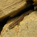 Hatay Lizard (Phoenicolacerta laevis)