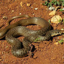 Balkantoornslang (Hierophis gemonensis)
