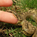 Snakey says no.