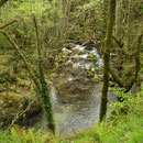 Spectacled Salamander habitat