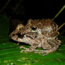 antnest rain frog (Pristimantis croceoinguinis)