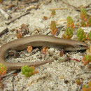 Iberische skink (Chalcides bedriagai pistaciae) adult