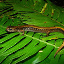 Western Redback Salamander (Plethodon vehiculum)