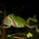 Iberische boomkikker (Hyla molleri) roepend mannetje