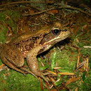 Northern Red-legged Frog (Rana aurora)