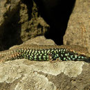 Milos Wall Lizard (Podarcis milensis)
