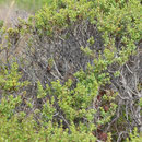 Little bird in the bushes. ID???