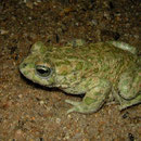 Groene pad (Bufo viridis)