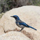 Western Scrub Jay (Aphelocoma californica)