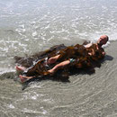 Sleeping Sea Otter