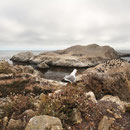 Bird Island