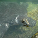 Nijlweekschildpad (Trionyx triunguis)