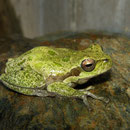 Tyrrheense boomkikker (Hyla sarda) #2