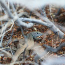 Western Whiptail (Aspidoscelis tigris)