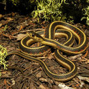Common Gartersnake (Thamnophis sirtalis fitchi)
