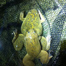 African Clawed Toads (Xenopus laevis) in amplexus.