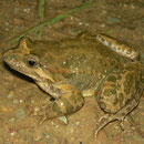 Painted Frog (Discoglossus pictus)