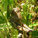 Bloemkoolsprinkhaan (Anacridium aegyptium) 