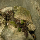 Many Tree Frogs (Hyla savignyi) and Green Toads (Bufo viridis) hiding