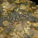Bladvingergekko (Euleptes europaea) adult