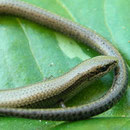Johannisskink (Ablepharus kitaibelii)