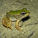 Kretenzische meerkikker (Pelophylax cretensis) juveniel