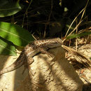 Western Fence Lizard (Sceloporus occidentalis)