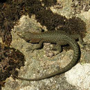 Tyrrheense berhagedis (Archaeolacerta bedriagae)