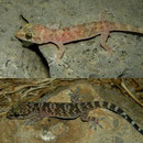 Europese tjitjaks (Hemidactylus turcicus) 
