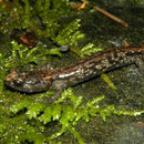 Wandering Salamander (Aneides vagrans) juvenile