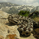 Landscape viper