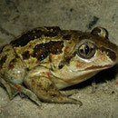 Knoflookpad (Pelobates fuscus)