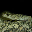 Granite Night Lizard (Xantusia henshawi)