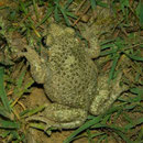 Vroedmeesterpad (Alytes obstetricans)