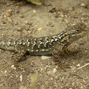 Western Fence Lizard (Sceloporus occidentalis) nicely coloured individual