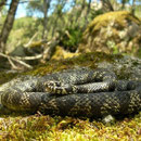 Sardijnse ringslang (Natrix natrix cetti)