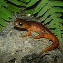 Ensatina (Ensatina eschscholtzii xanthoptica)