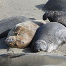 Northern Elephant Seals (Mirounga angustirostris)