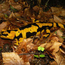 Fire Salamander (Salamandra salamandra gigliolii)