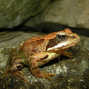 Bruine kikker (Rana temporaria)