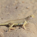 Mojave Fringe-toed Lizard (Uma scoparia)