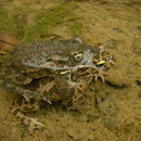 Green Toads (Bufo viridis) in amplexus