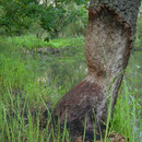 Beavers were here...