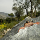 Luschan's Salamander (Lyciasalamandra luschani luschani)