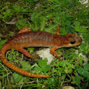 Luschan's Salamanders (Lyciasalamandra luschani basoglui) female